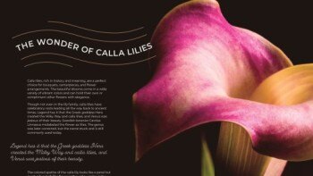 InDesign 2023 基础培训教程  InDesign 2023 Essential Training