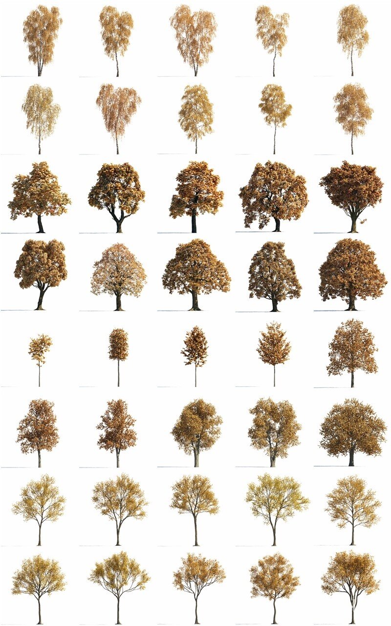 120 个夏季、秋季和冬季树木3D模型 Evermotion - Archmodels vol. 258
