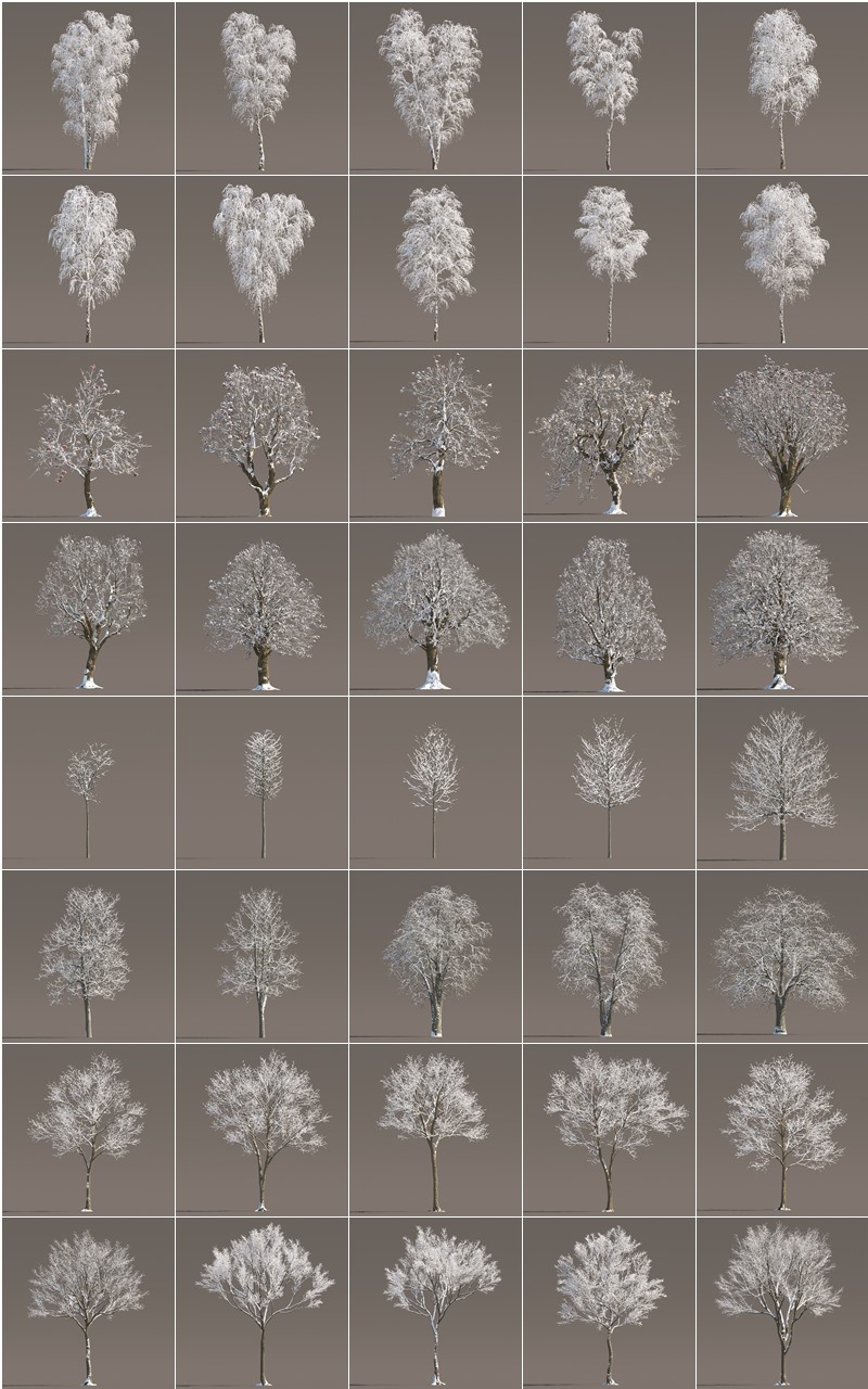 120 个夏季、秋季和冬季树木3D模型 Evermotion - Archmodels vol. 258