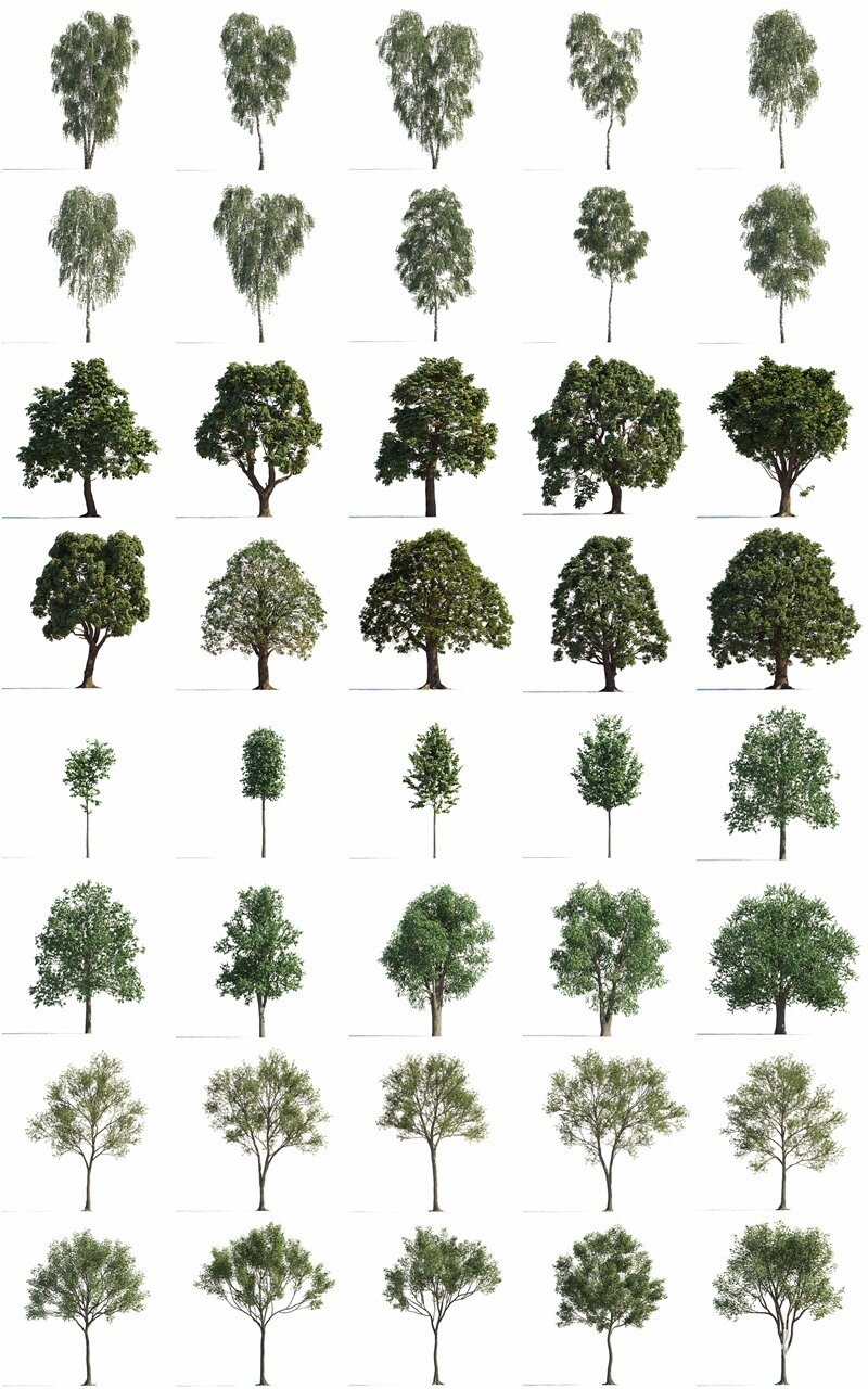 120 个夏季、秋季和冬季树木3D模型 Evermotion - Archmodels vol. 258