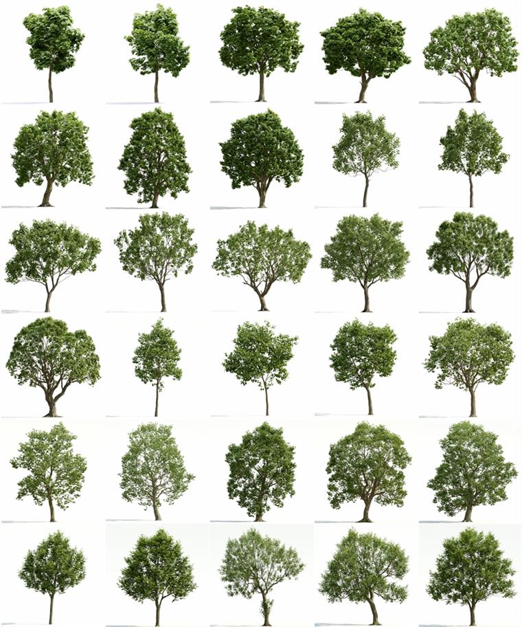 60个专业高质量树木3D模型 Evermotion – Archmodels vol.255