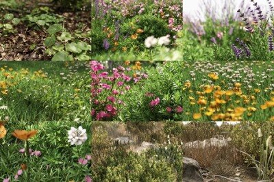 3Ds Max草地植物3D模型 NM-Lab System for 3ds Max GR01-10