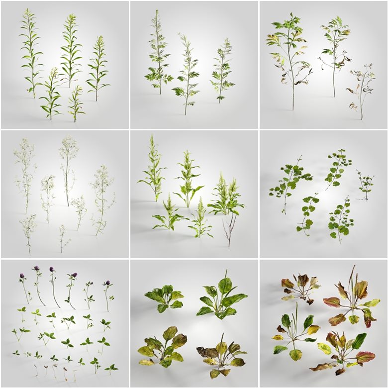 14个专业的高质量低聚植物3D模型 Evermotion – Archmodels vol. 226