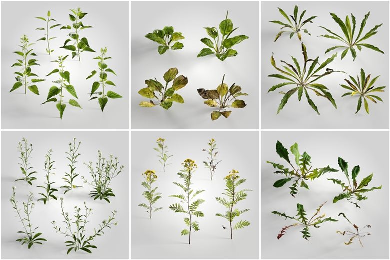 14个专业的高质量低聚植物3D模型 Evermotion – Archmodels vol. 226