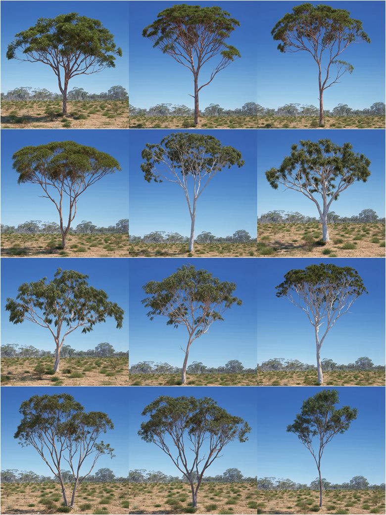 44组高精度澳大利亚和大洋洲生物群落典型的树木3D模型 Evermotion – Archmodels vol. 238
