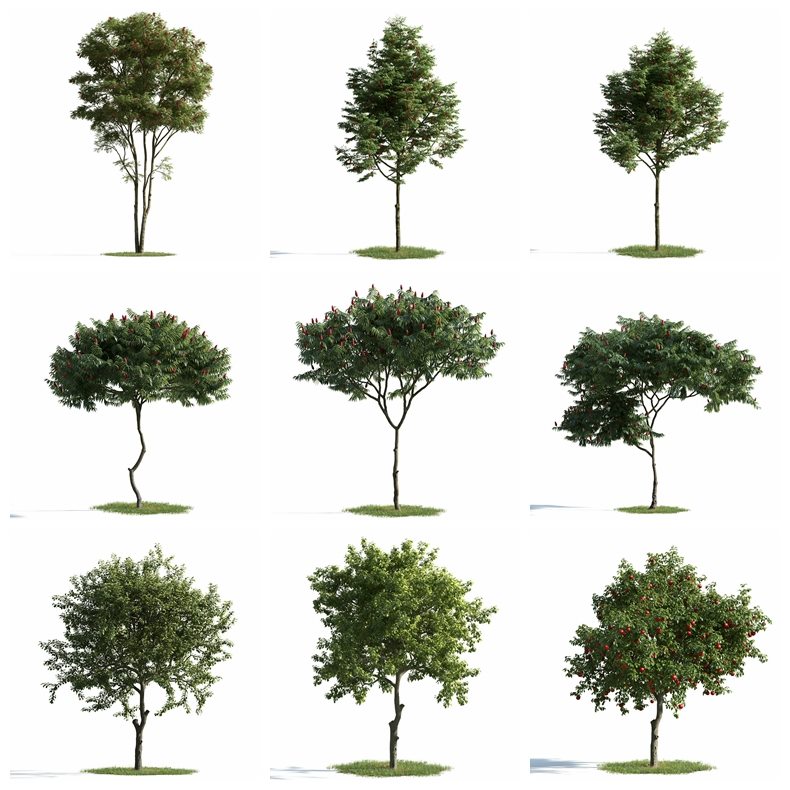 54个专业高品质树木3D模型 Evermotion - Archmodels Vol.163