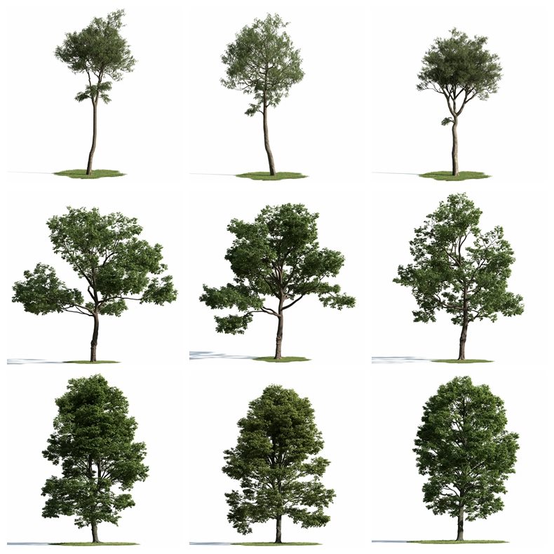 54个专业高品质树木3D模型 Evermotion - Archmodels Vol.163