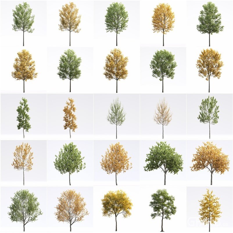 72个温带气候植物夏季和秋季乔木3D 模型 Evermotion – Archmodels vol. 250