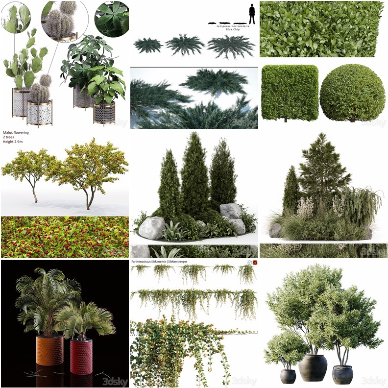 83套植物树木盆栽3D模型合集 3DSky Pro 83 Plants 3D Models Collection