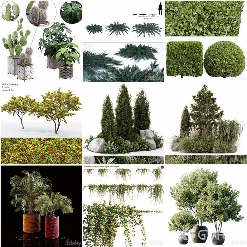 83套植物树木盆栽3D模型合集 3DSky Pro 83 Plants 3D Models Collection