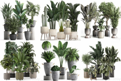 30套室内盆栽3D模型合集 – 20240601