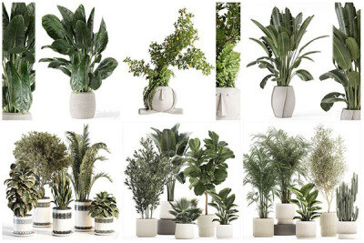 30套室内盆栽3D模型合集 – 20240624