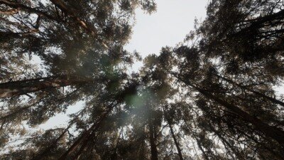UE松树林基于摄影测量的高多边形松树林环境资产 Pine forest – Photogrammetry based High poly Biome