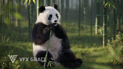 熊猫动画3D模型 VFX Grace – Panda Animation (Blender/OBJ格式)