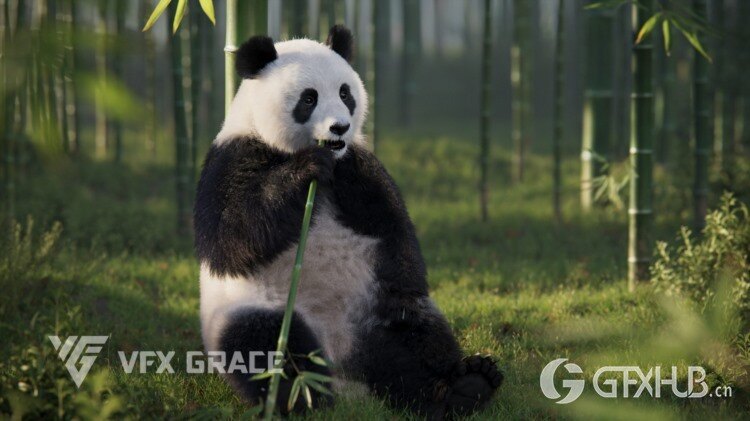 熊猫动画3D模型 VFX Grace – Panda Animation (Blender/OBJ格式)