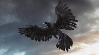 乌鸦3D模型 TurboSquid – DisneyTD – Crow Fur Anatomy