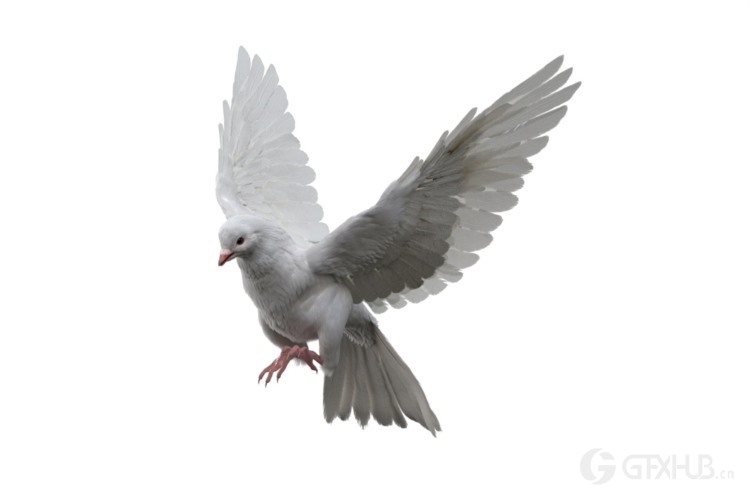 鸽子3D模型 TurboSquid – DisneyTD – Dove Fur Anatomy
