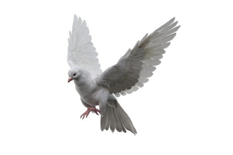 鸽子3D模型 TurboSquid – DisneyTD – Dove Fur Anatomy