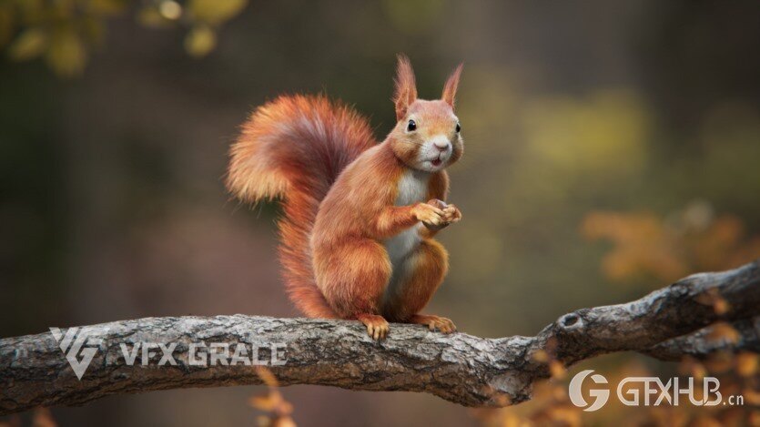 松鼠3D模型 RedSquirrel Summer Animated VFX Grace 3D model