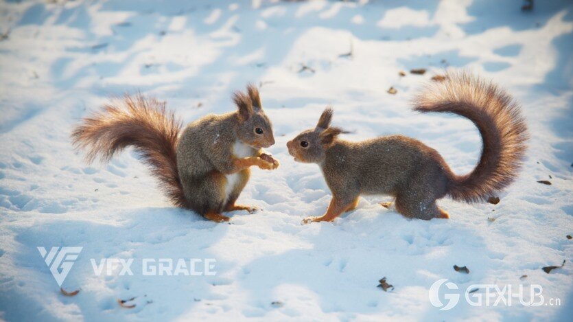 松鼠3D模型 RedSquirrel Summer Animated VFX Grace 3D model