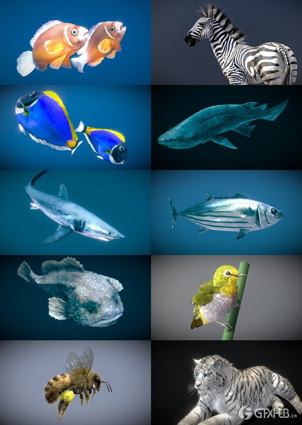 42个动物海洋生物3D模型合集(格式BlenderFBX) Sketchfab - Animals 3D Model