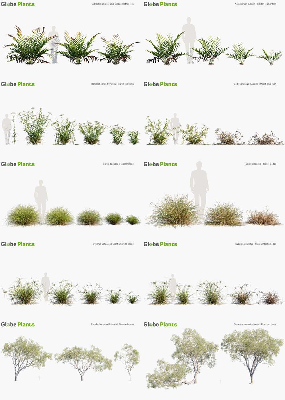 120种湿地水生植物树木灌木3D模型 Globe Plants - Bundle 46 - Wetland Plants