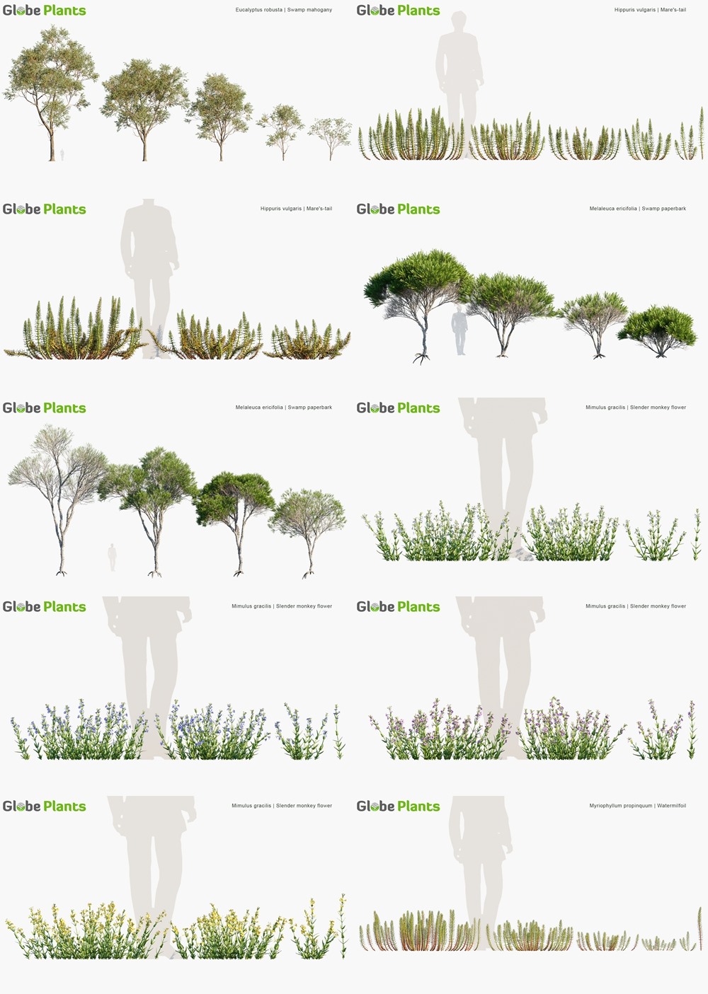 120种湿地水生植物树木灌木3D模型 Globe Plants - Bundle 46 - Wetland Plants