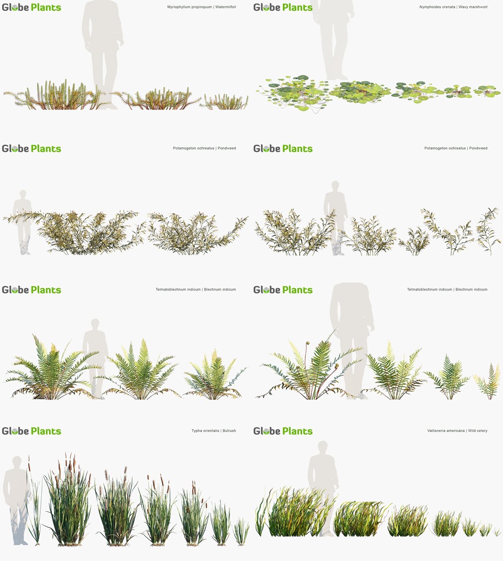 120种湿地水生植物树木灌木3D模型 Globe Plants - Bundle 46 - Wetland Plants