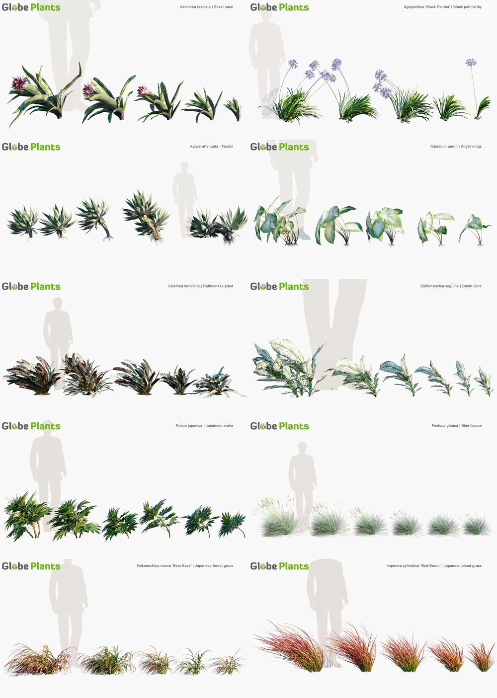 80种垂直花园植物3D模型 Globe Plants - Bundle 47 - Vertical Garden