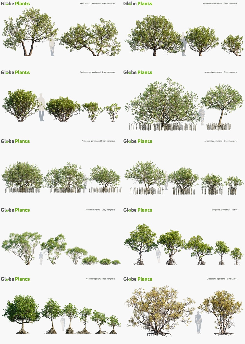 102种红树林树木灌木3D模型 Globe Plants - Bundle 50 - Mangrove Plants