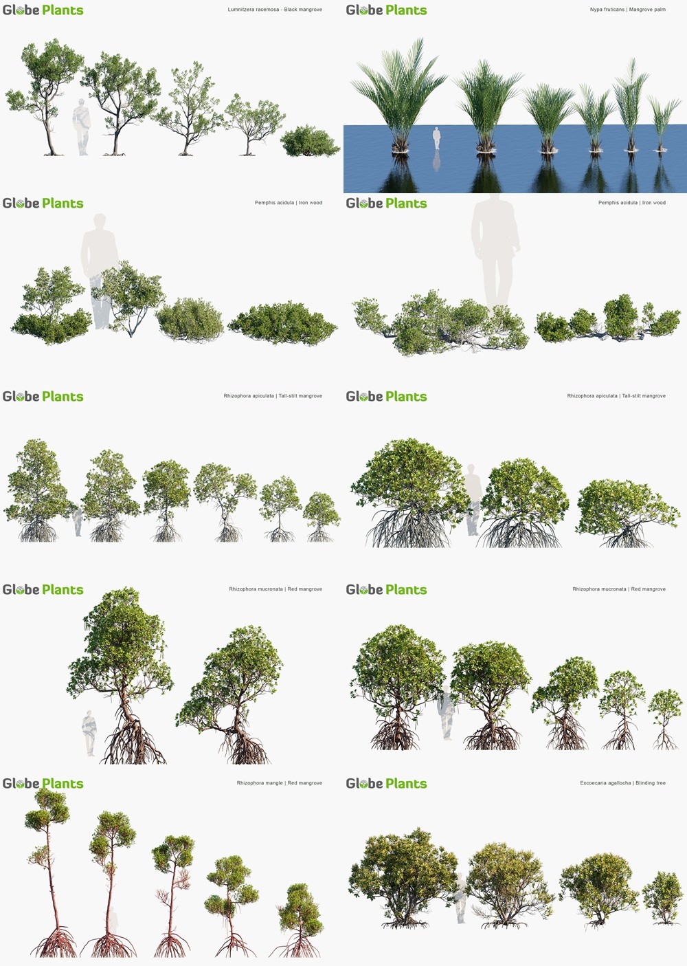 102种红树林树木灌木3D模型 Globe Plants - Bundle 50 - Mangrove Plants