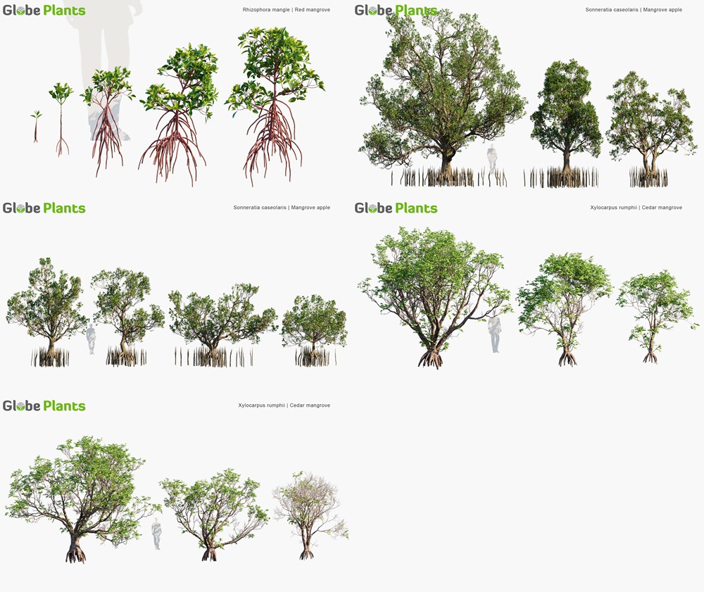 102种红树林树木灌木3D模型 Globe Plants - Bundle 50 - Mangrove Plants