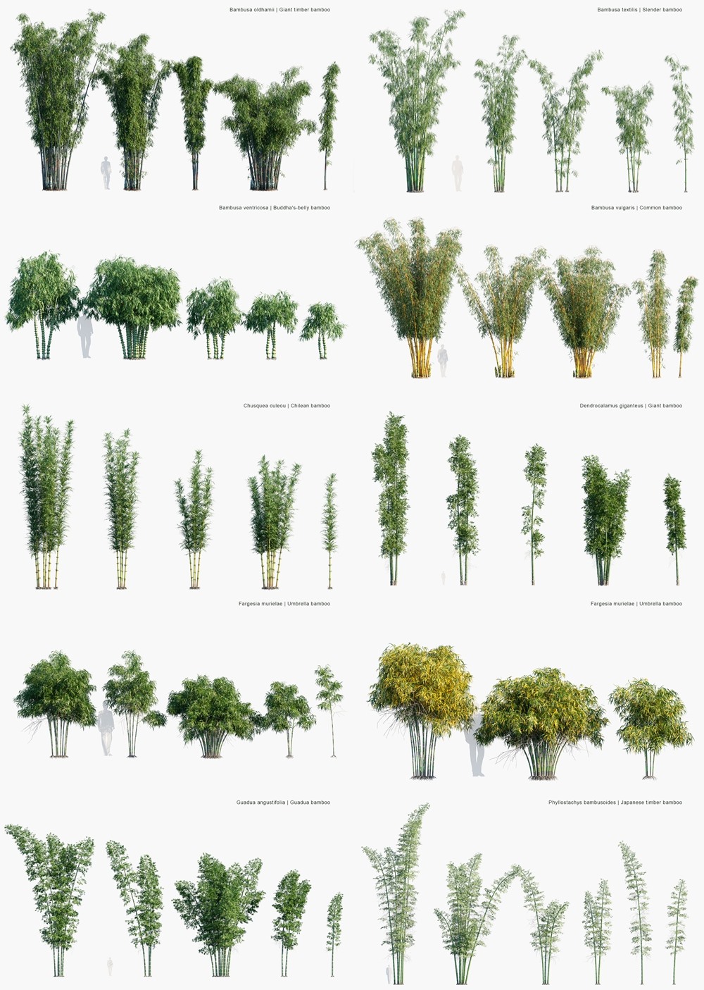 82种竹子植物3D模型 Globe Plants - Bundle 51 - Bamboo World