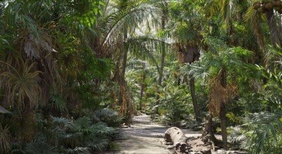 72个热带植物棕榈树3D模型 Plant Models Vol 148