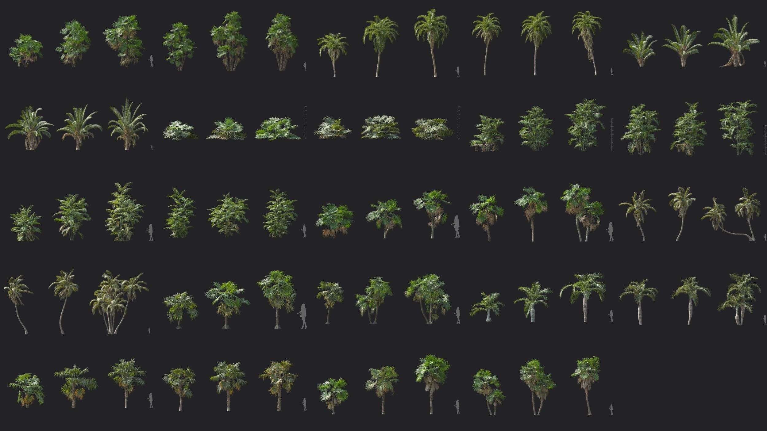 72个热带植物棕榈树3D模型 Plant Models Vol 148