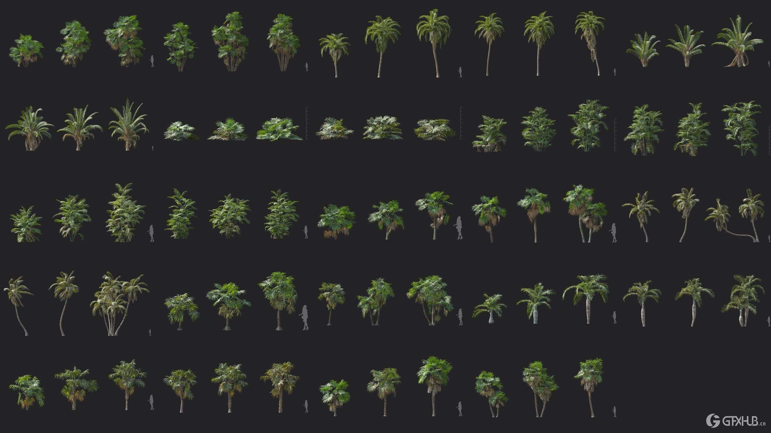 72个热带植物棕榈树3D模型 Plant Models Vol 148