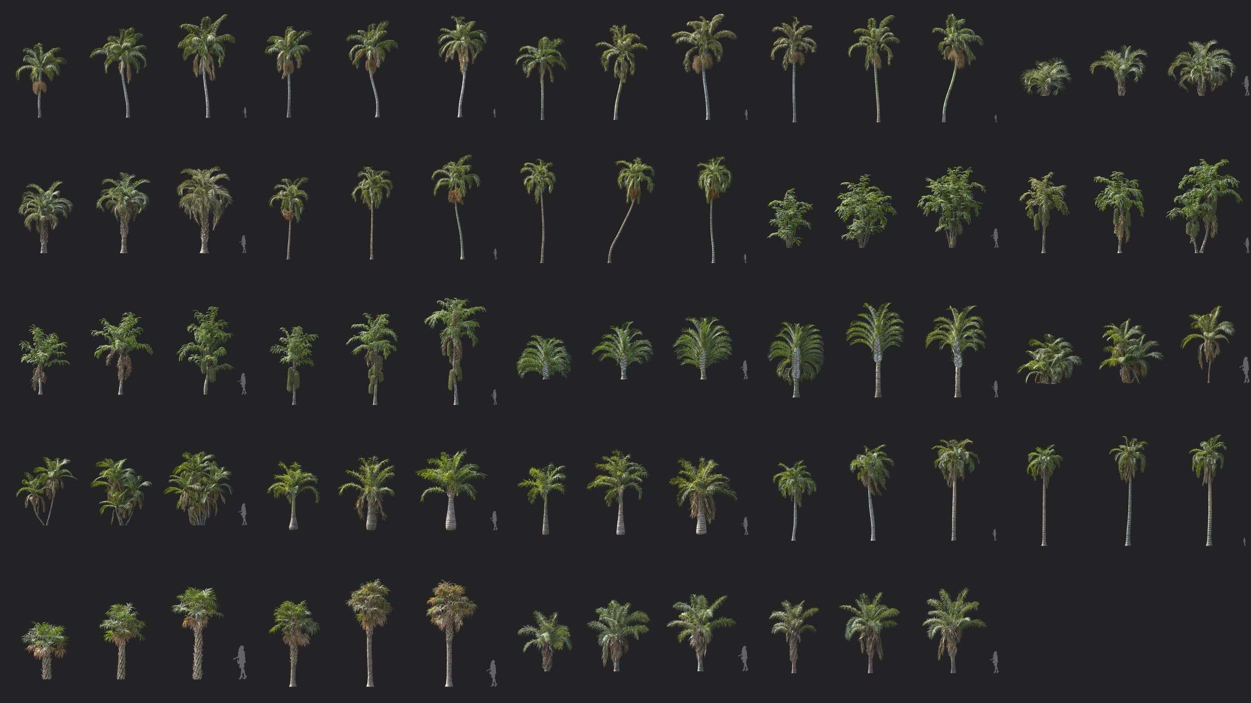 72个热带植物棕榈树3D模型 Plant Models Vol 154