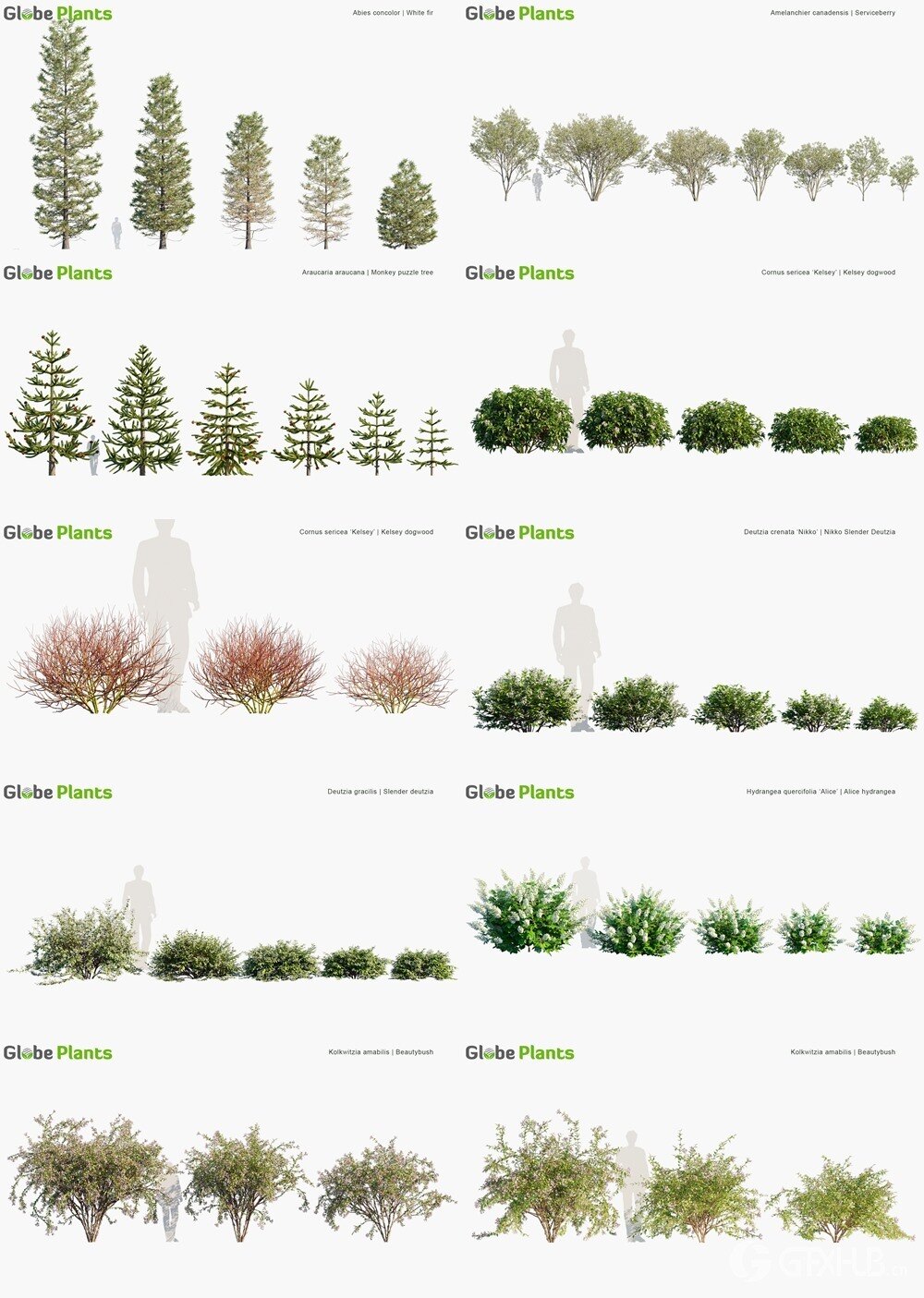 91种加拿大花园植物树木和灌木3D模型 Globe Plants - Bundle 43 - Canadian Home Garden Plants