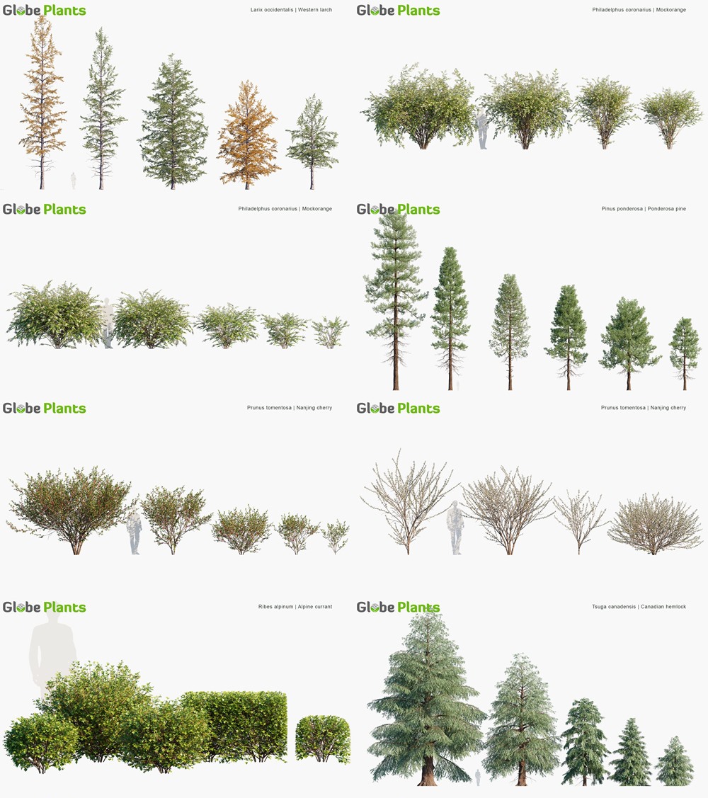 91种加拿大花园植物树木和灌木3D模型 Globe Plants - Bundle 43 - Canadian Home Garden Plants