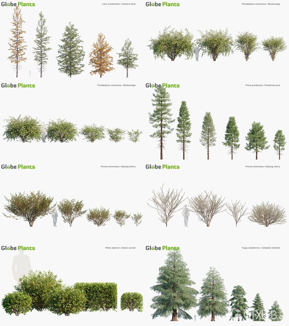 91种加拿大花园植物树木和灌木3D模型 Globe Plants - Bundle 43 - Canadian Home Garden Plants