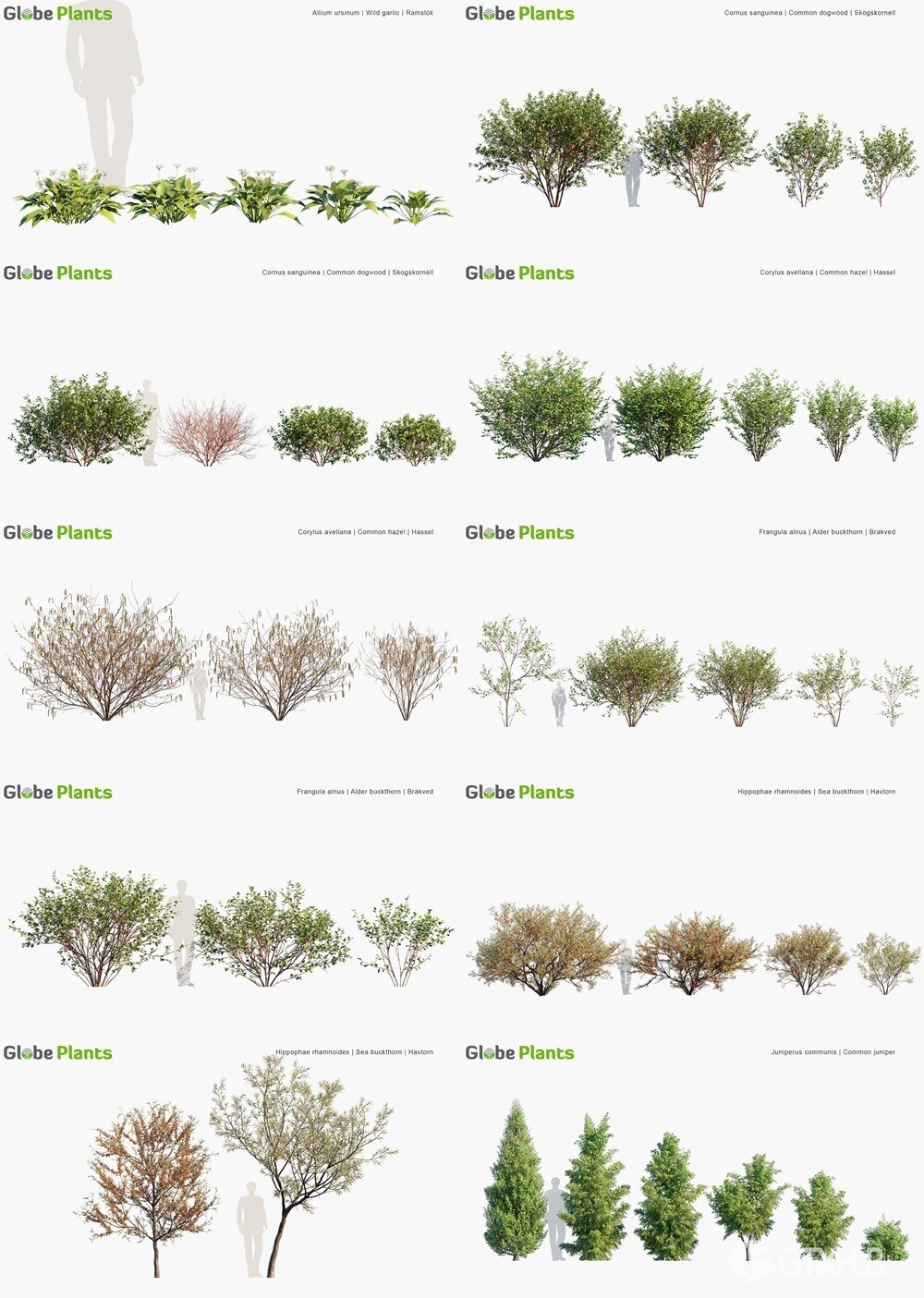 87种瑞典树木灌木和地被植物3D模型 Globe Plants - Bundle 44 - Swedish Plants