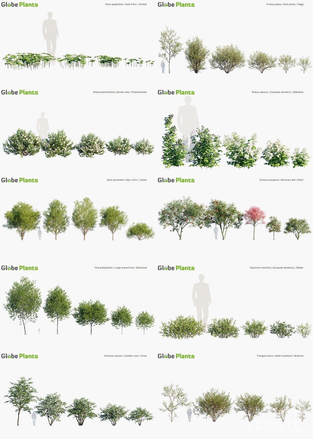 87种瑞典树木灌木和地被植物3D模型 Globe Plants - Bundle 44 - Swedish Plants