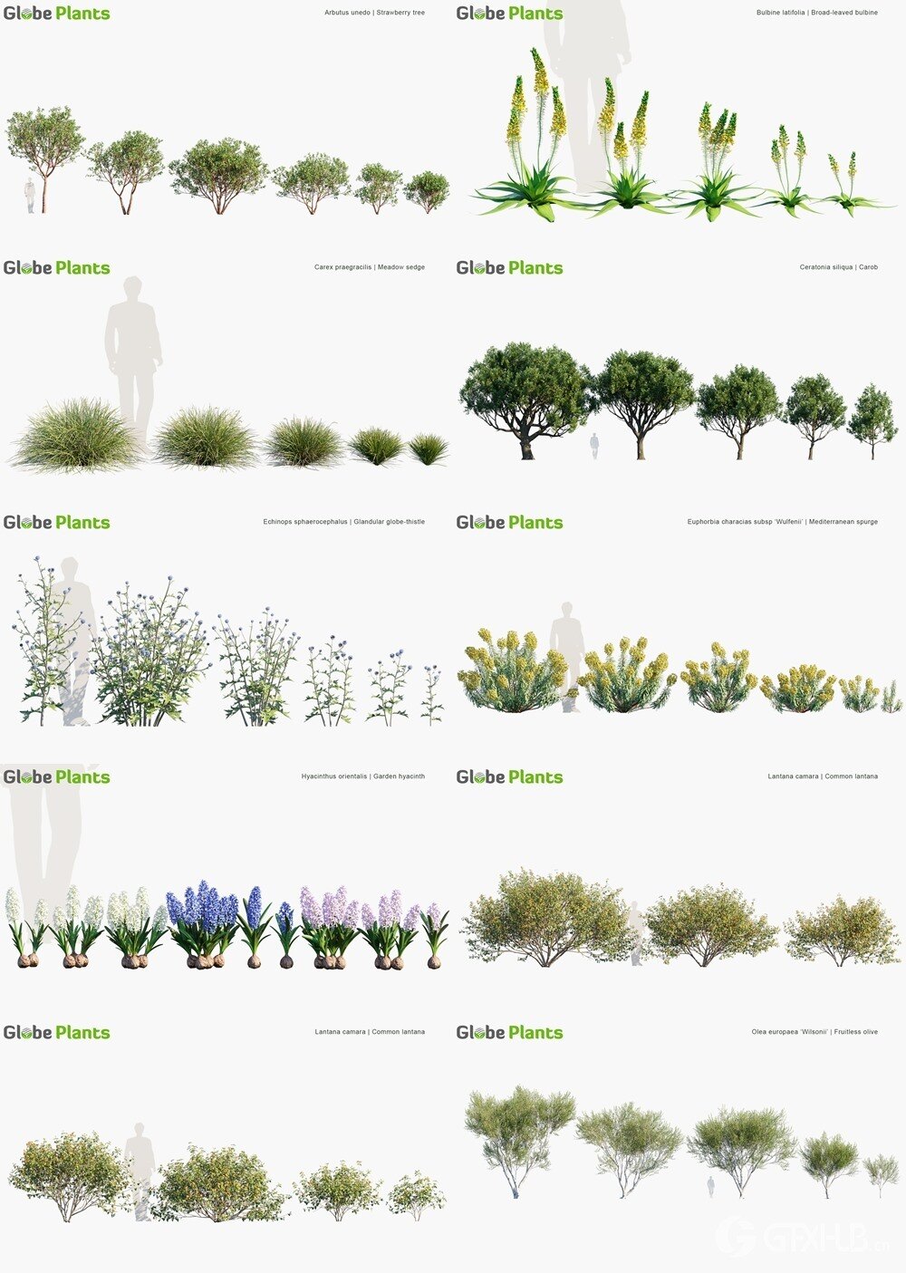 86种意大利树木和灌木3D植被模型 Globe Plants - Bundle 45 - Italian Plants