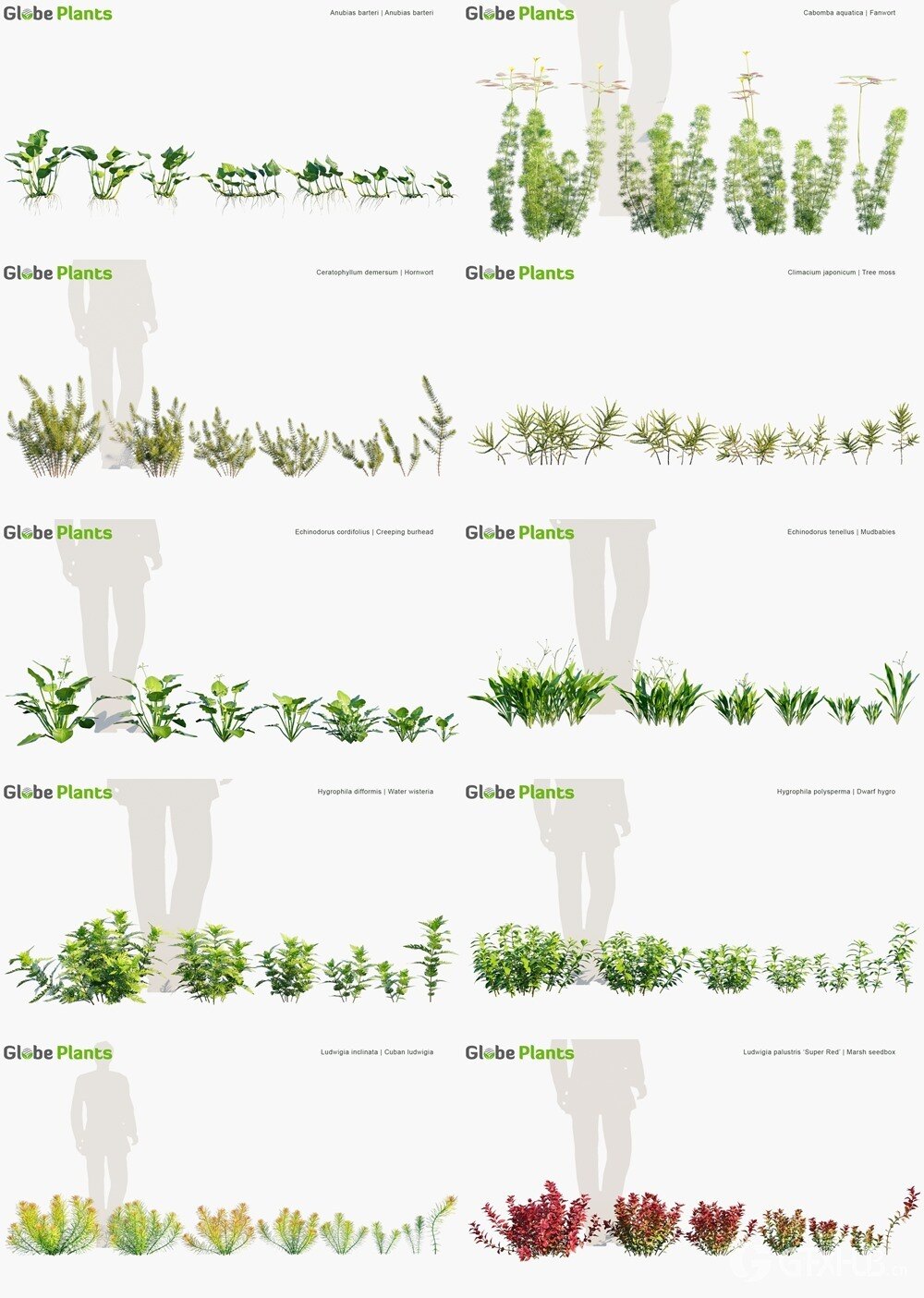 105种鱼缸和水族馆3D水生植物模型 Globe Plants - Bundle 48 - Aquatic Plants