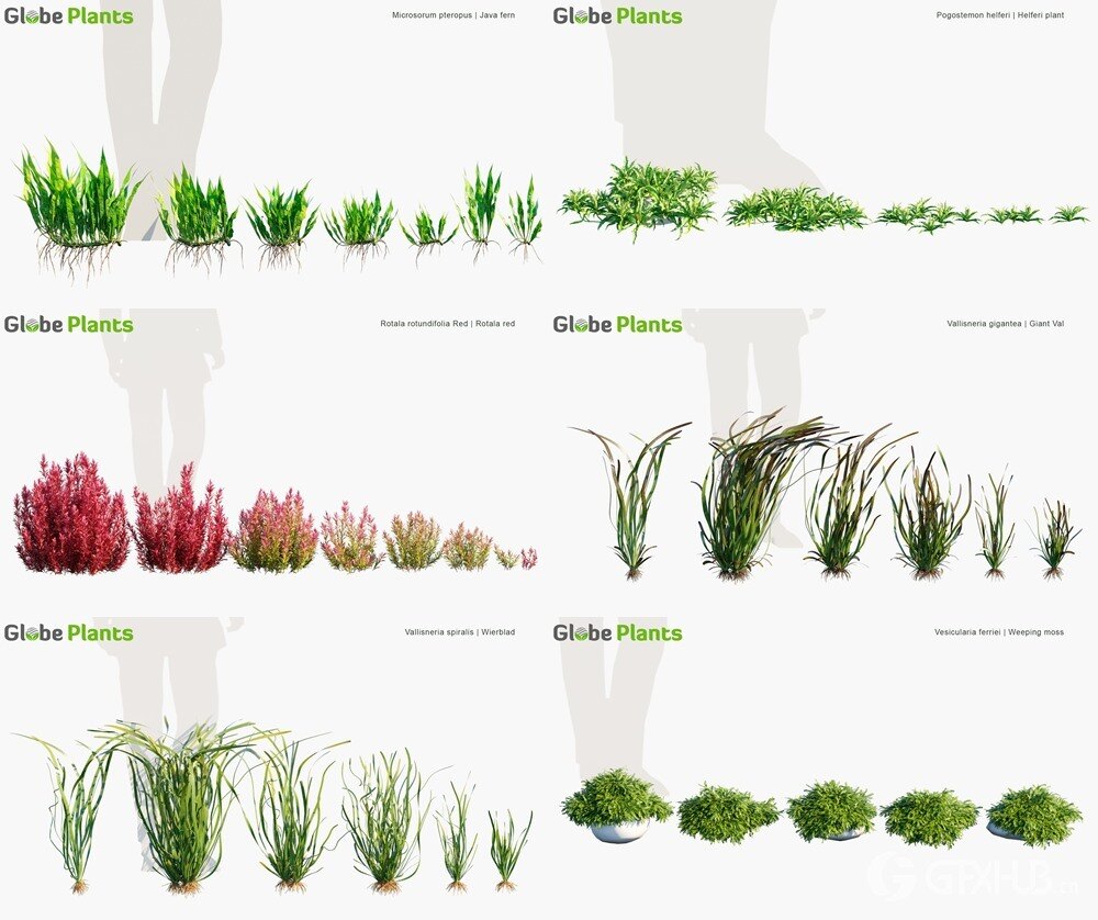 105种鱼缸和水族馆3D水生植物模型 Globe Plants - Bundle 48 - Aquatic Plants