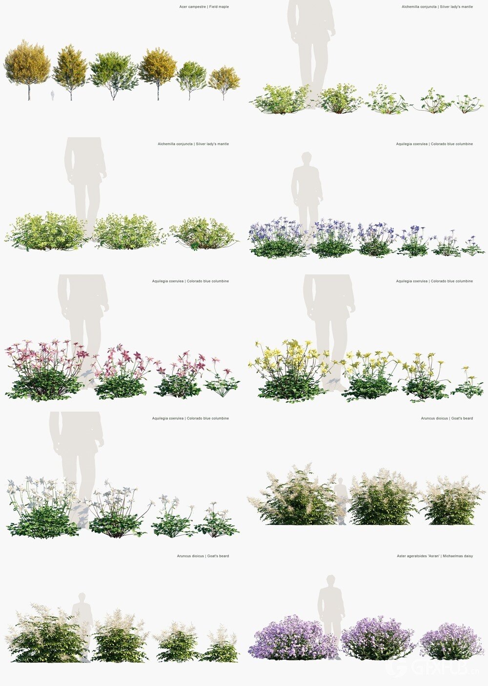  86种英国家居花园树木灌木植被3D模型 Globe Plants - Bundle 53 - British Home Garden Plants