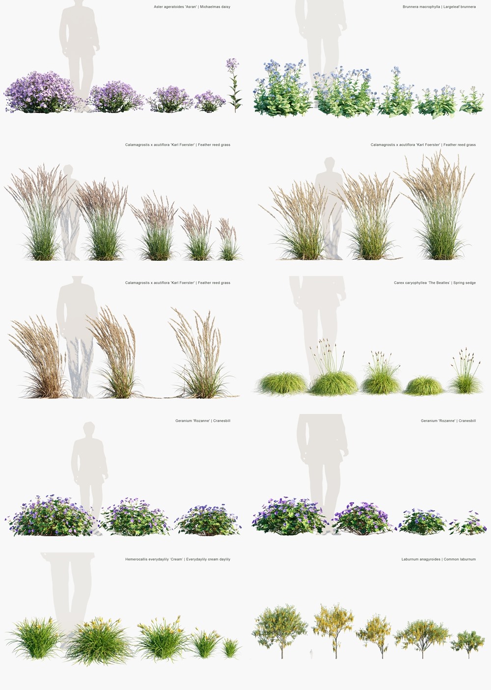  86种英国家居花园树木灌木植被3D模型 Globe Plants - Bundle 53 - British Home Garden Plants