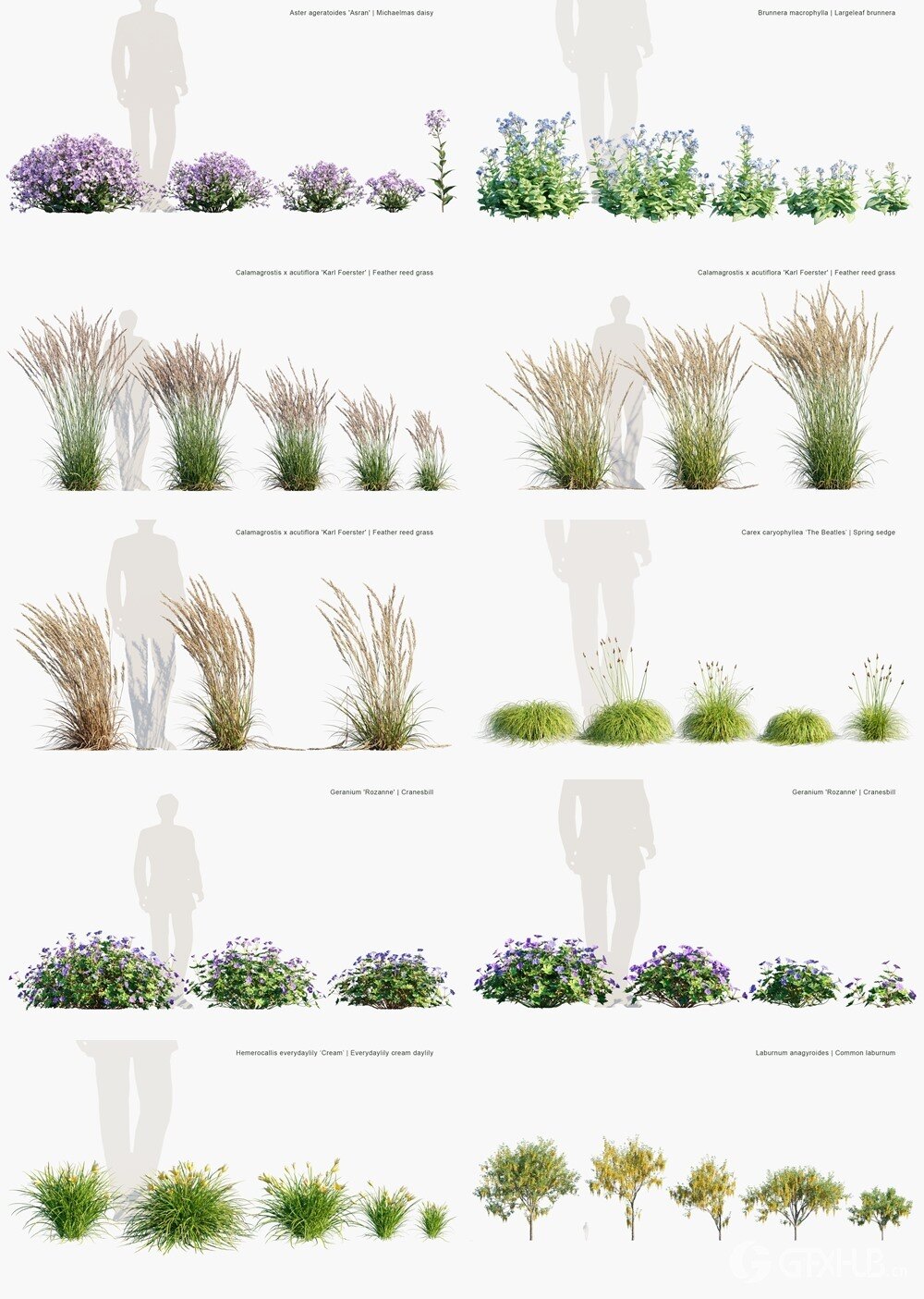  86种英国家居花园树木灌木植被3D模型 Globe Plants - Bundle 53 - British Home Garden Plants