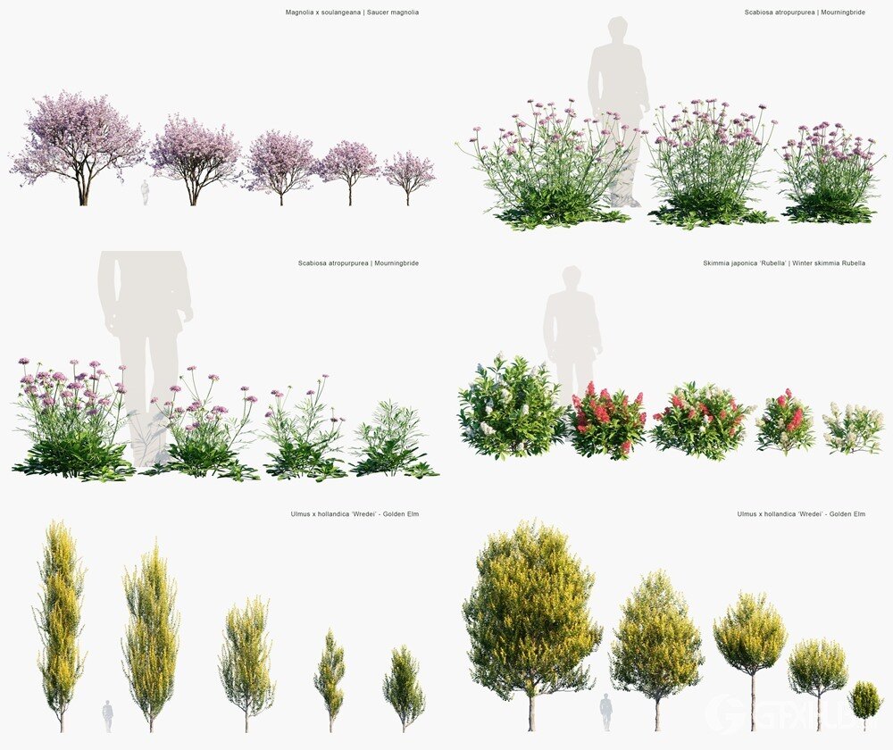 86种英国家居花园树木灌木植被3D模型 Globe Plants - Bundle 53 - British Home Garden Plants