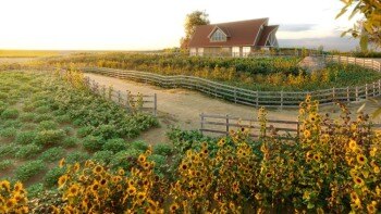 177种农业植物3D植被模型 Globe Plants – Bundle 54 – Agricultural Plants